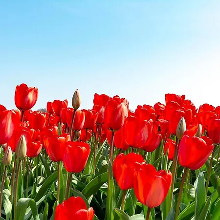 In Near Sandy ヴィラ