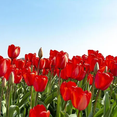 Villa In Near Sandy Julianadorp